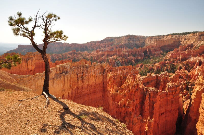 Bryce Canyon tree