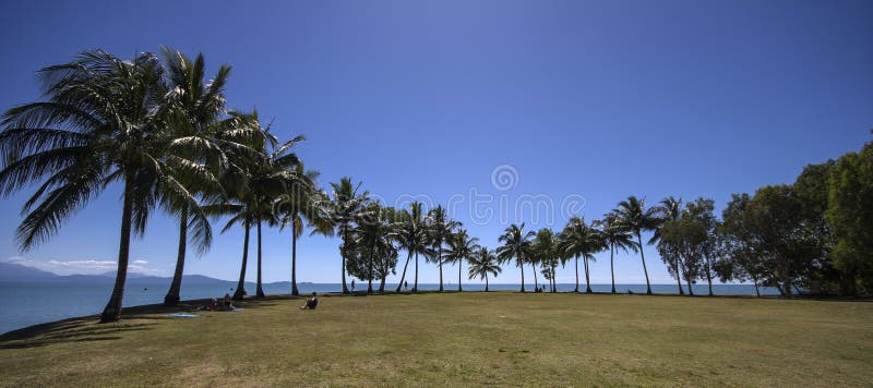 Panorama with coconut palms