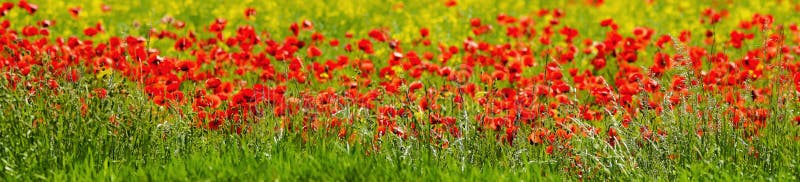 Panorama composed of poppies, grasses and field flowers