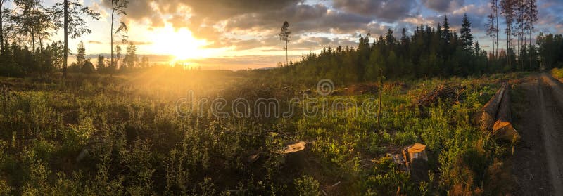 Panorama of a coniferous forest in warm late evening light royalty free stock photography