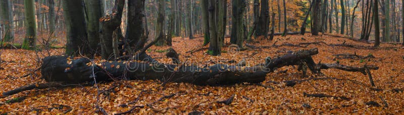 Panorama copacilor căzuți în pădurile de toamnă royalty free stock images