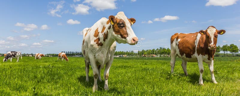 Panorama of cows in a meadow