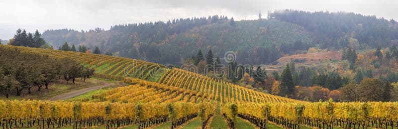 Panorama cênico dos vinhedos de Dundee Oregon