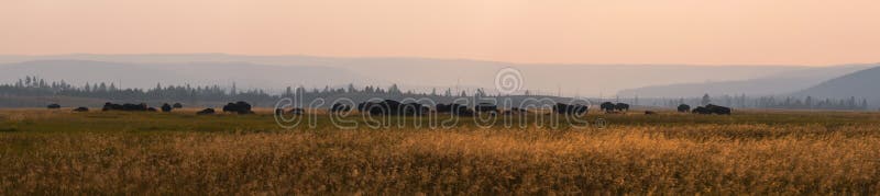 Panorama d'un troupeau de bison américain photographie stock libre de droits Panorama d'un troupeau de bison américain photographie stock libre de droits