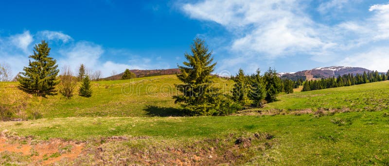 Panorama da floresta spruce em montes gramíneos fotos de stock Panorama da floresta spruce em montes gramíneos fotos de stock