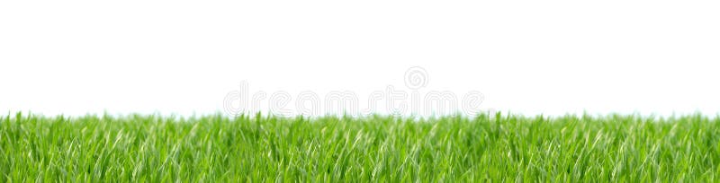 Panorama de relva verde sobre um fundo branco fotografia de stock royalty free