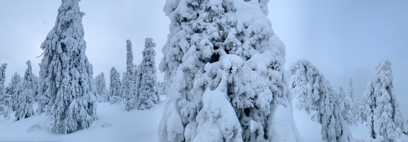 Notte Polare Congelata Nella Tundra Coperta Di Gelo Con Foresta Coperta Di  Neve E Strada Immagine Stock - Immagine di nave, bordo: 230029049