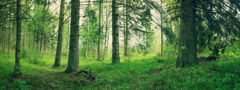 Panorama de forêt de pin et de sapin