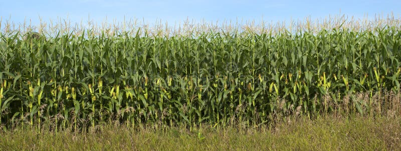 Panorama de la bandera del detalle del campo de maíz, tallos del maíz