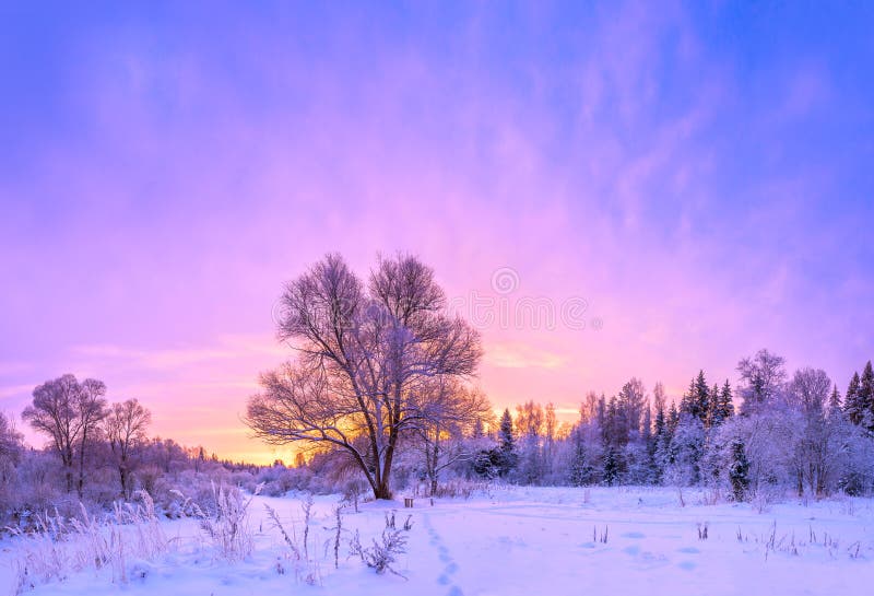 Panorama de paysage d'hiver avec le coucher du soleil et la forêt photo stock Panorama de paysage d'hiver avec le coucher du soleil et la forêt photo stock