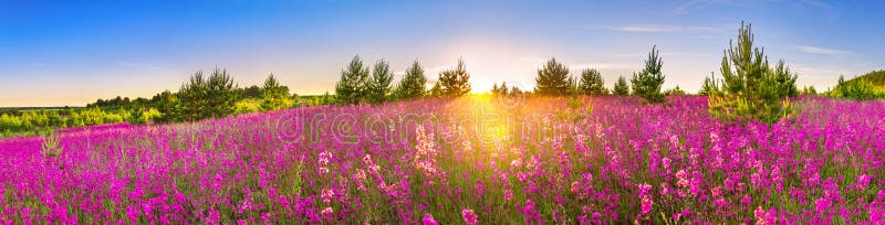 Beautiful spring landscape panorama with flowering flowers in meadow and sunrise. panoramic view of a blooming field with purple wild flowers. Beautiful spring landscape panorama with flowering flowers in meadow and sunrise. panoramic view of a blooming field with purple wild flowers