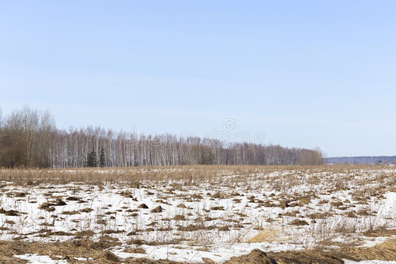 Panorama de un campo silvestre ubicado en el borde de un bosque de abedules fotografiado a principios de la primavera imagen de archivo libre de regalías Panorama de un campo silvestre ubicado en el borde de un bosque de abedules fotografiado a principios de la primavera imagen de archivo libre de regalías