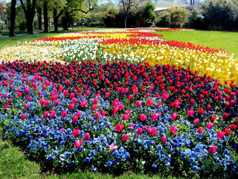 Panorama De Una Cama De Flor Colerful De Los Tulipanes Y De La Otra Flor En  Primavera En Alemania Imagen de archivo - Imagen de rosa, blanco: 107227785