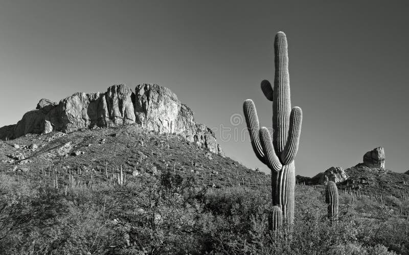 Panorama del cactus y de la montaña del desierto