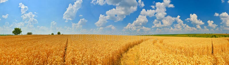 Panorama del giacimento di grano fotografie stock libere da diritti Panorama del giacimento di grano fotografie stock libere da diritti