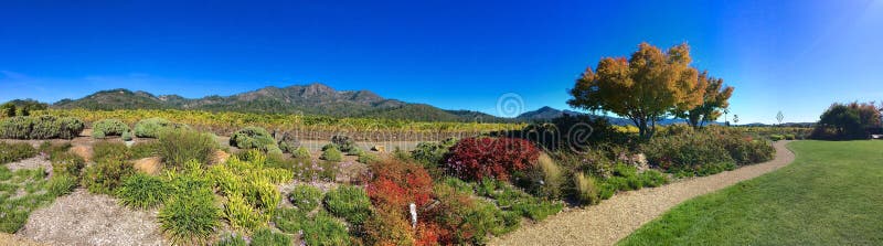 Panorama del paese di vino di Sonoma