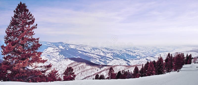 Panorama del pino rosso fotografie stock libere da diritti Panorama del pino rosso fotografie stock libere da diritti