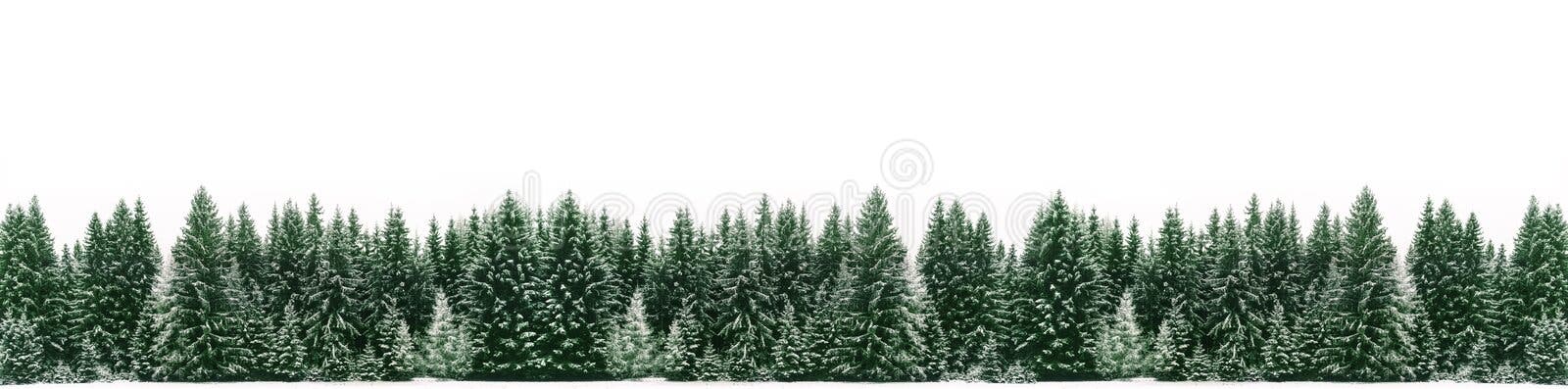 Panorama della foresta attillata dell'albero coperta da neve fresca durante il tempo di Natale di inverno Panorama della foresta attillata dell'albero coperta da neve fresca durante il tempo di Natale di inverno