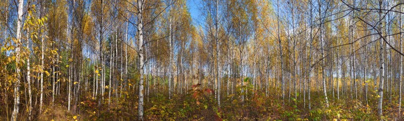 Panorama della foresta della betulla di autunno immagini stock libere da diritti Panorama della foresta della betulla di autunno immagini stock libere da diritti