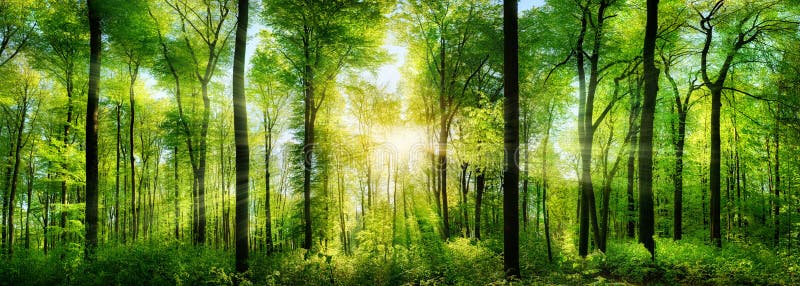 Panorama della foresta con i raggi di luce solare fotografie stock