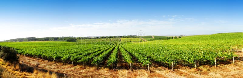 Panorama della vigna immagini stock libere da diritti Panorama della vigna immagini stock libere da diritti