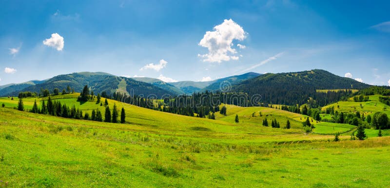 Panorama of mountainous landscape in summer. spruce forest on a grassy hills in the valley of Carpathian mountain. beautiful view of Borzhava mountain ridge with Velykyi verkh peak in the distance. Panorama of mountainous landscape in summer. spruce forest on a grassy hills in the valley of Carpathian mountain. beautiful view of Borzhava mountain ridge with Velykyi verkh peak in the distance
