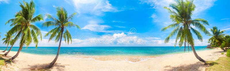 Panorama di spiaggia tropicale con palme di cocco fotografia stock