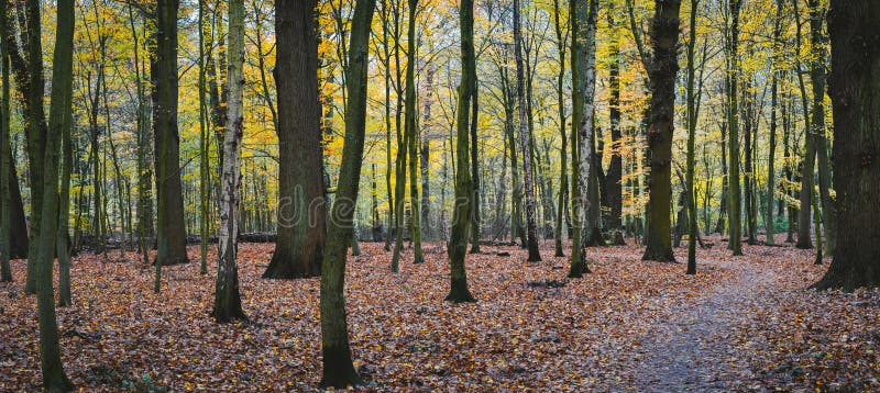 Panorama di una foresta di giallo di autunno con il percorso della passeggiata fra gli alberi fotografie stock Panorama di una foresta di giallo di autunno con il percorso della passeggiata fra gli alberi fotografie stock