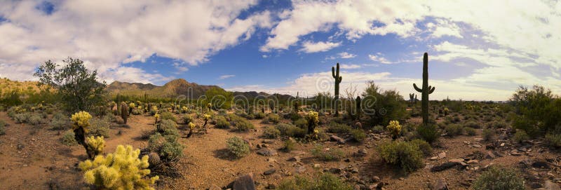 Panorama do cacto e das montanhas do deserto do Arizona