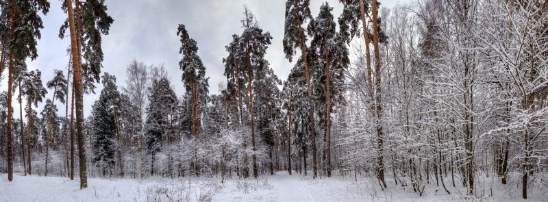 Panorama de inverno imagens de stock royalty free