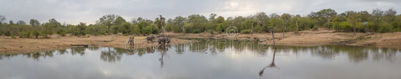 Panorama of a dwindling waterhole and a herd of elephants