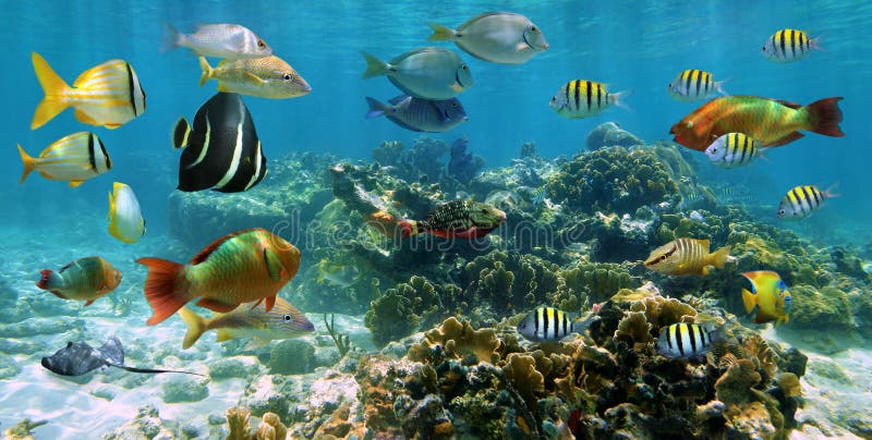 Panorama en un filón coralino con el bajío de pescados
