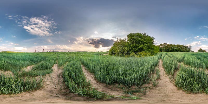 Panorama esf?rico sem emenda completo do hdri 360 graus de opini?o de ?ngulo entre o campo do centeio do prado que negligencia um imagem de stock Panorama esf?rico sem emenda completo do hdri 360 graus de opini?o de ?ngulo entre o campo do centeio do prado que negligencia um imagem de stock