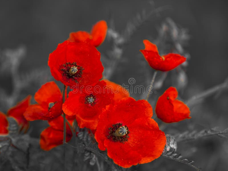 Panorama with field poppies