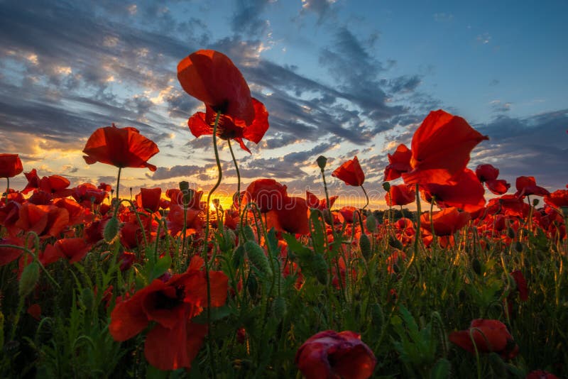 Panorama of a field of red poppies