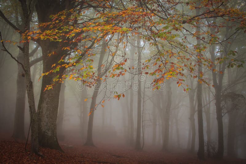 Panorama of foggy forest. Fairy tale spooky looking wood in a misty day.