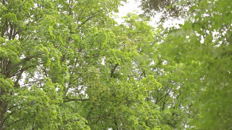 Panorama grande del bosque de hojas caducas, bosque de hojas caducas, bosque del arce almacen de video Panorama grande del bosque de hojas caducas, bosque de hojas caducas, bosque del arce almacen de video