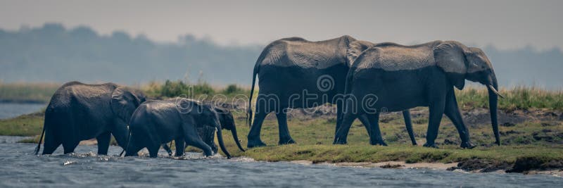 Panorama of herd of elephants crossing river stock photography