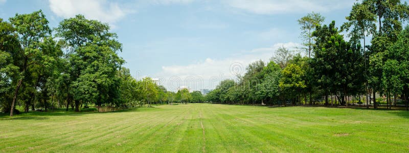 Beautiful of green lawn grass meadow field and trees in public park with city buildings in the background.