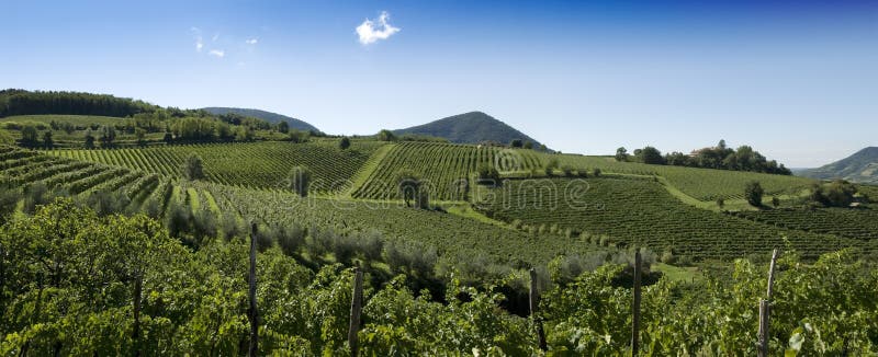 Panorama italiano delle vigne immagine stock Panorama italiano delle vigne immagine stock