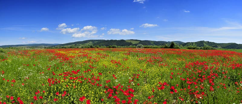 Panorama bellissimo paesaggio con papaveri di campo e cielo blu brillante.