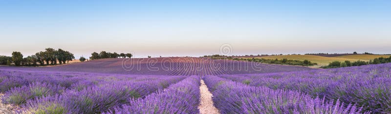 Panorama of lavender field at sunset