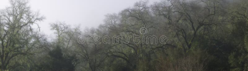 Panorama of leafless live oak branches. Panorama of leafless live oak branches.