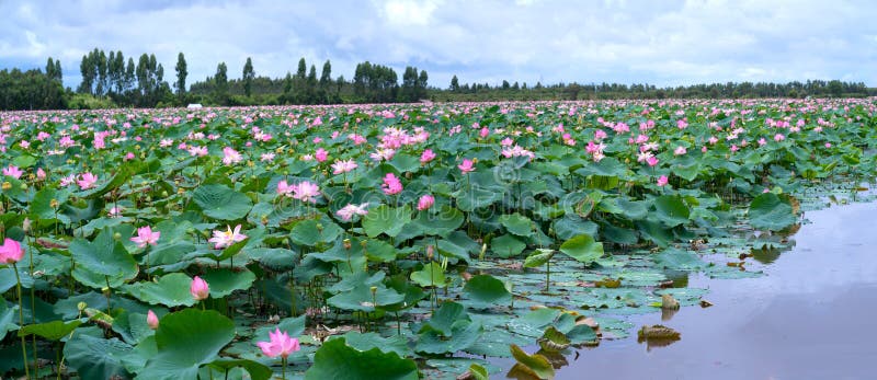The panorama of lotus ponds in peaceful and quiet countryside. royalty free stock image The panorama of lotus ponds in peaceful and quiet countryside. royalty free stock image