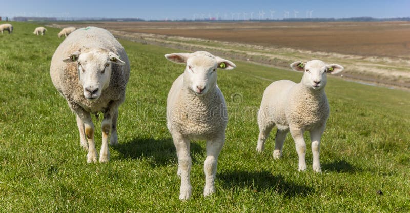 Panorama of mother sheep and little lambs in the Dollard region, Netherlands