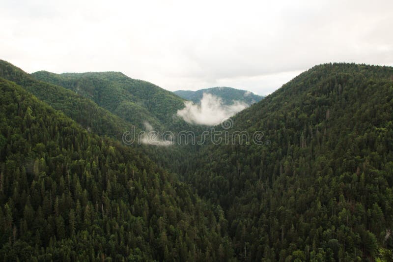 Panoráma na horských kopcoch pokrytých lesom