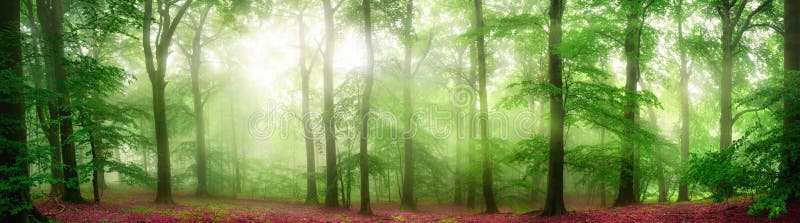 Panorama nevoento da floresta com raios de luz macios fotografia de stock royalty free