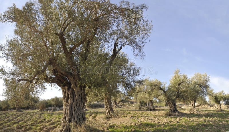 Panorama of the Olives Trees