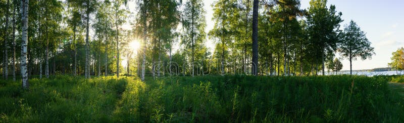 Panorama panoramique du soleil du matin à travers la forêt de bouleaux à la campagne suédoise soleil soleil longue herbe verte lac