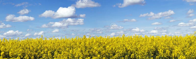 Panorama- rapeseed för fältliggande arkivfoton